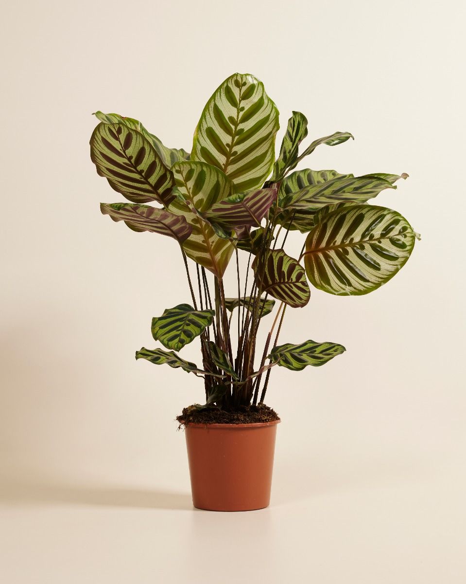 Calathea (Pfeilwurze) Pflege: Expertentipps fr Pflanzen | PLNTS.com