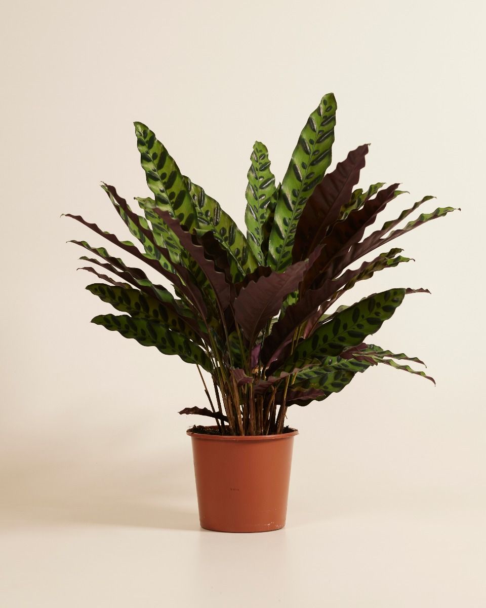 Shop Calathea Insigne (Rattlesnake plant) online | PLNTS.com