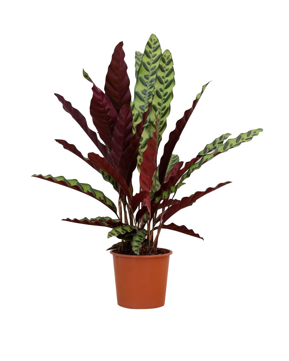 Shop Calathea Insigne (Rattlesnake plant) online | PLNTS.com