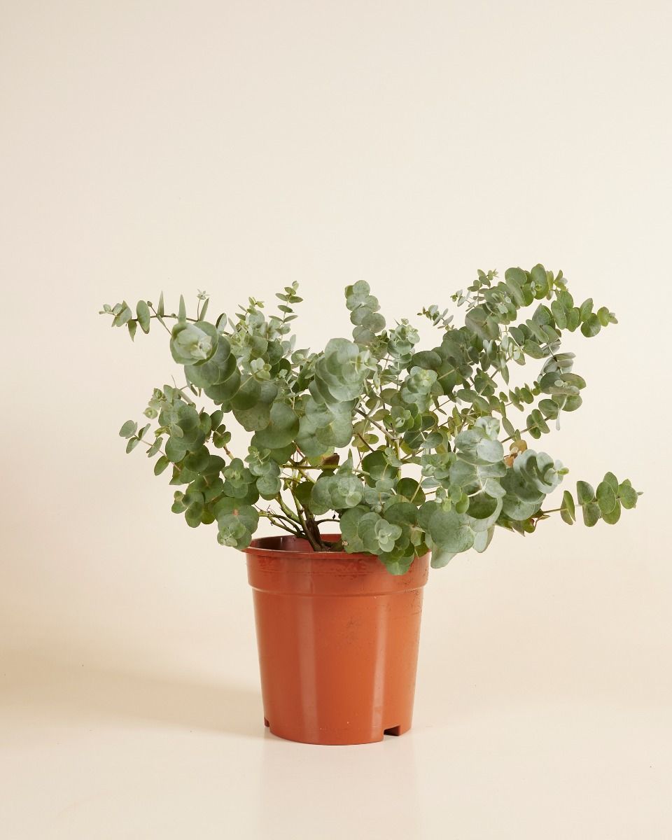 Eucalyptus - Expert tips | PLNTS.com