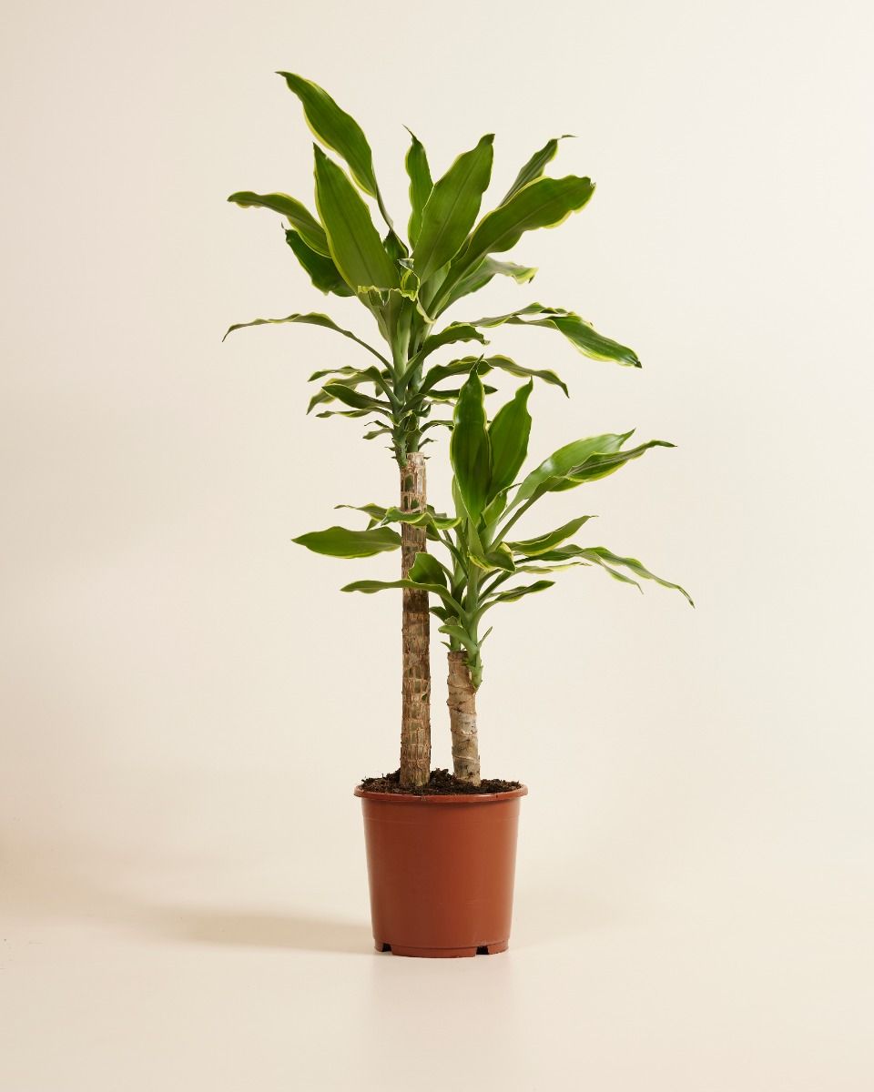 Dracena - Drachenbaum ca. 2,50 Meter high quality hoch