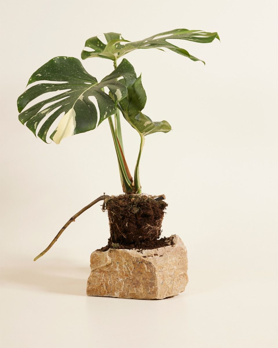 Monstera Thai Constellation - Expertentipps | PLNTS.com