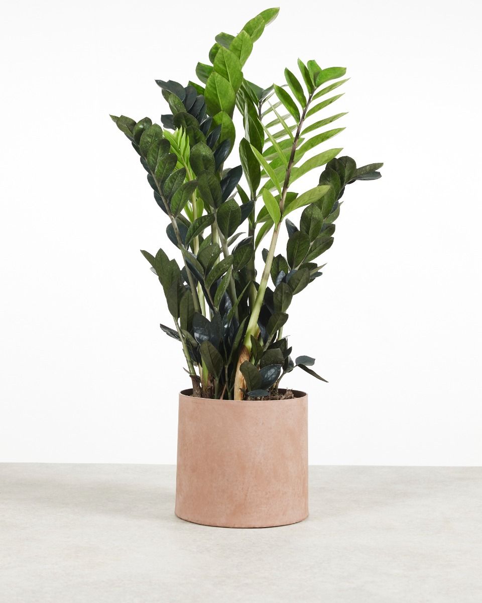 Shop Zamioculcas Raven L online | PLNTS.com