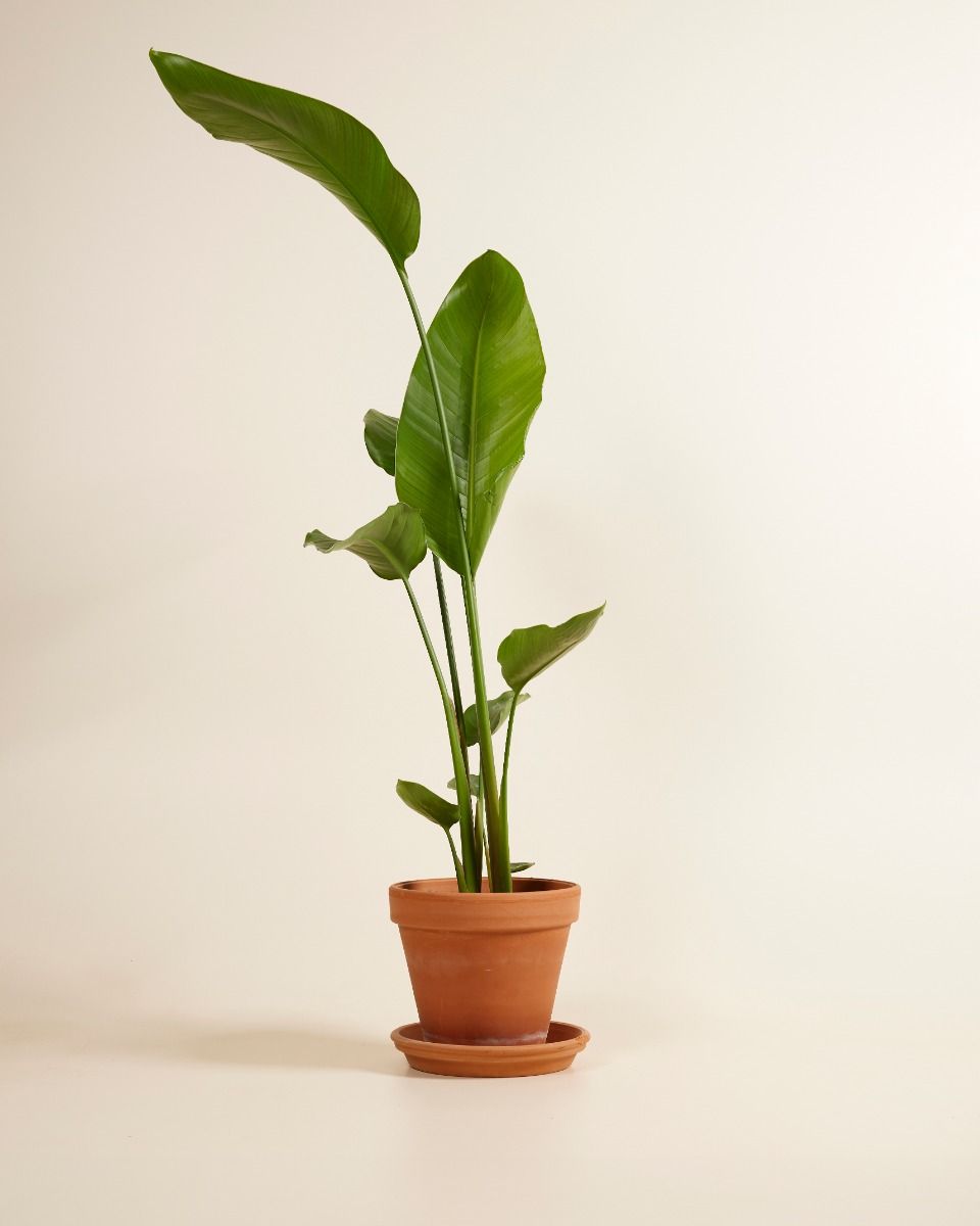 Plant in a Box - Strelitzia Nicolai XXL - Grande pianta da interno - Uccello del paradiso - Vaso