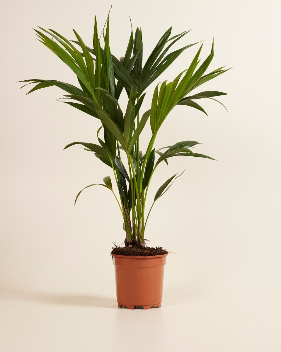 Shop Palm Kentia (Howea Fosteriana) online | PLNTS.com