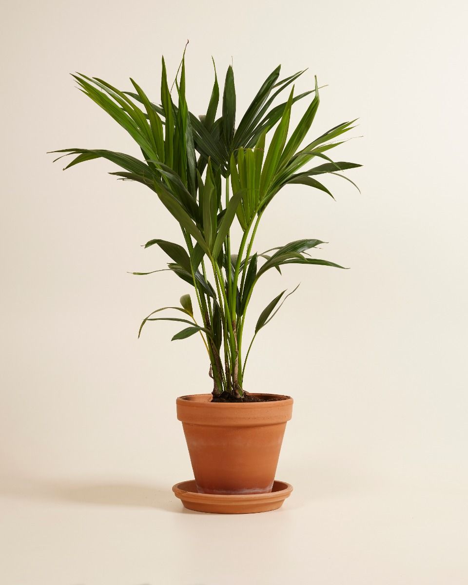 kentia palme xxl Kentia Palme Ø:24 H:170 cm main image 1