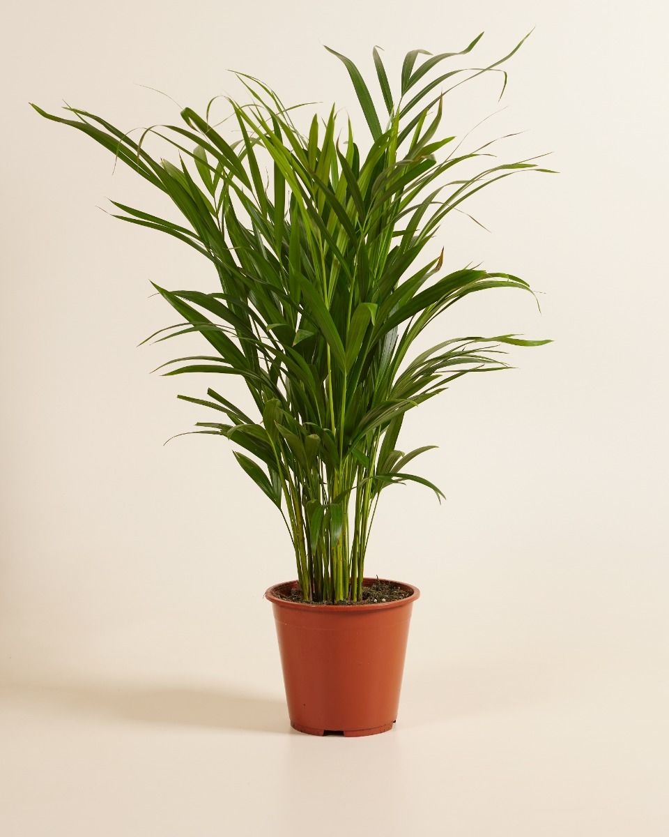 Shop Dypsis Lutescens (Golden Cane Palm) online | PLNTS.com