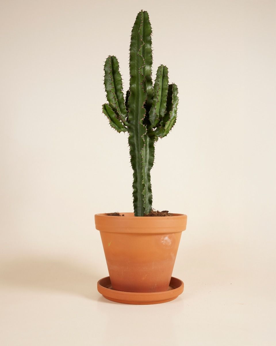 Euphorbia Acruensis XXL online kaufen | PLNTS.com