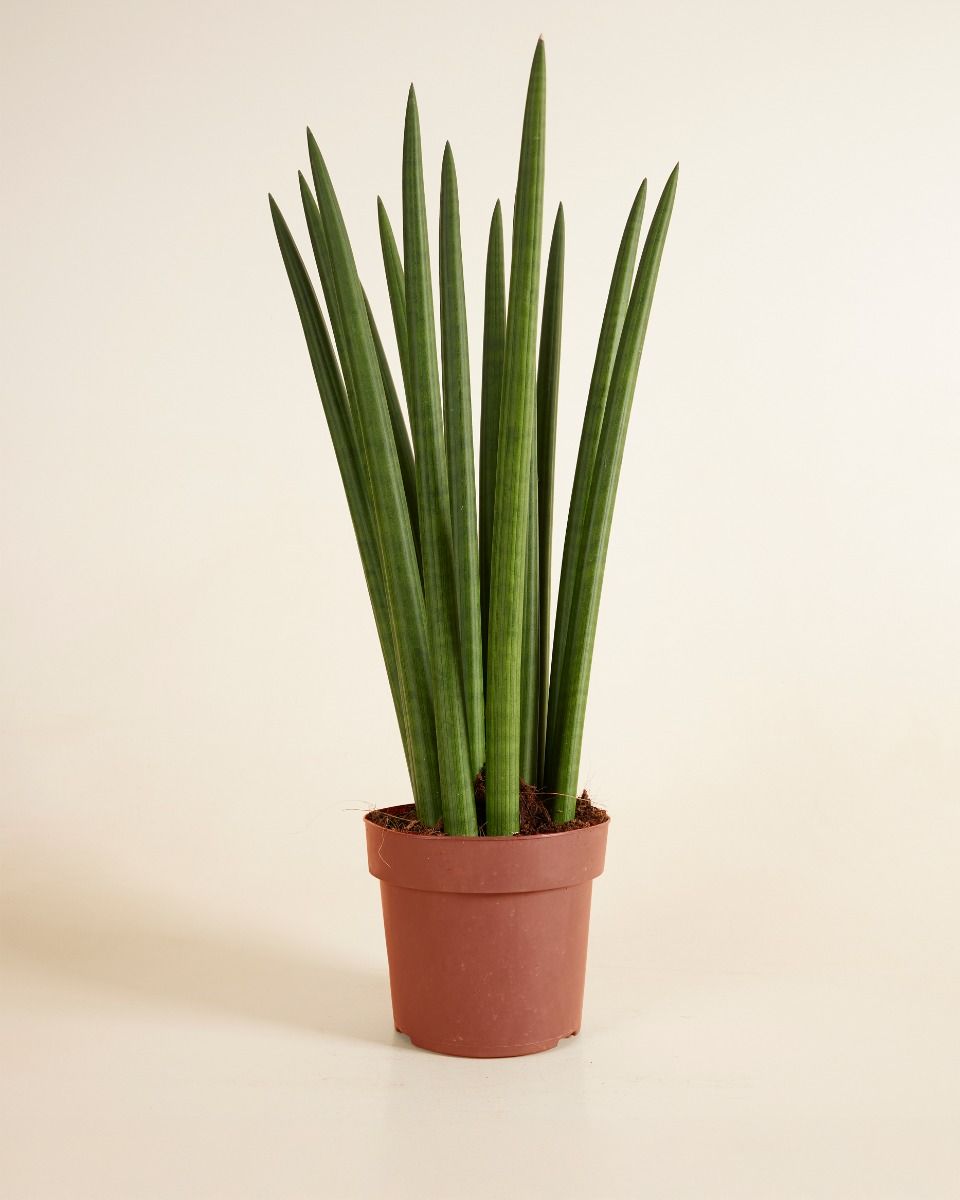 Sansevieria Cylindrica 'Straight' M (Afrikanischer Speer) online