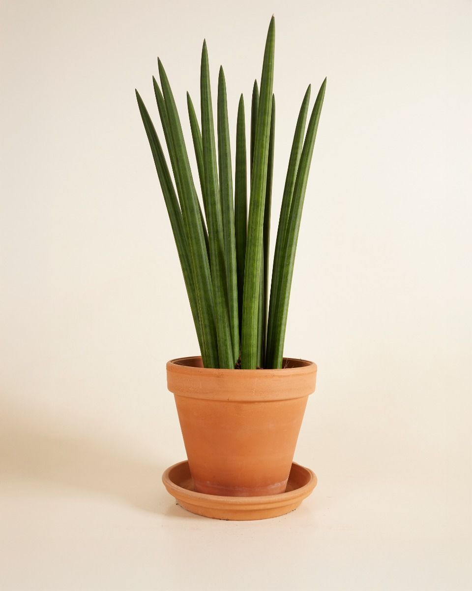 Sansevieria Cylindrica 'Straight' M (Afrikanischer Speer) online kaufen |  PLNTS.com
