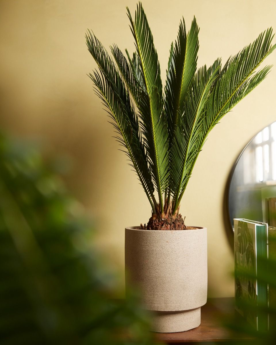 Shop Cycas Revoluta L (Sago Palm) online | PLNTS.com