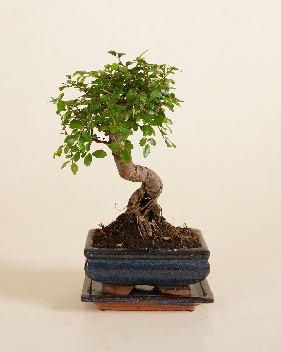 Zelkova Parvifolia L online kaufen | PLNTS.com