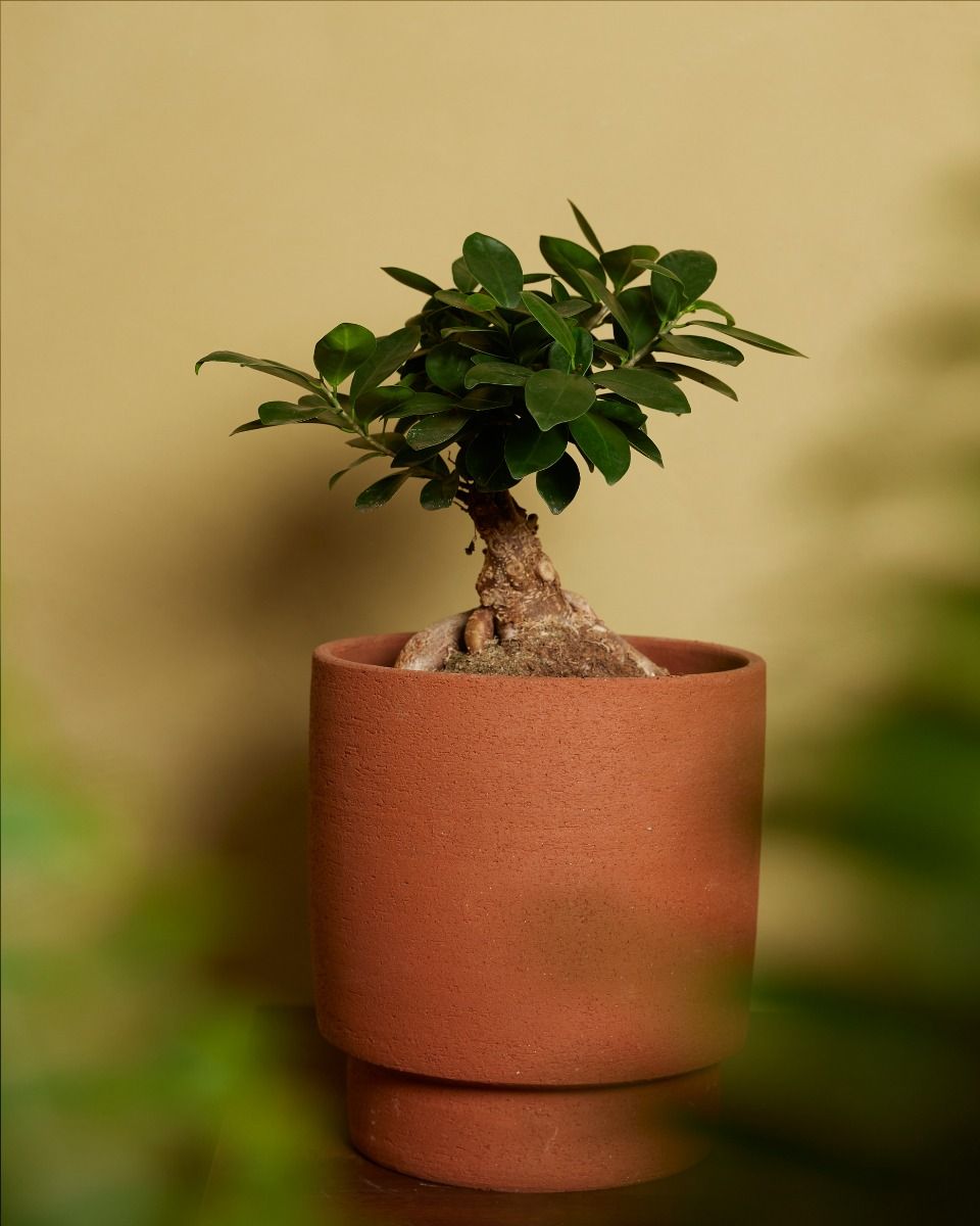 Ficus Ginseng L online kaufen | PLNTS.com