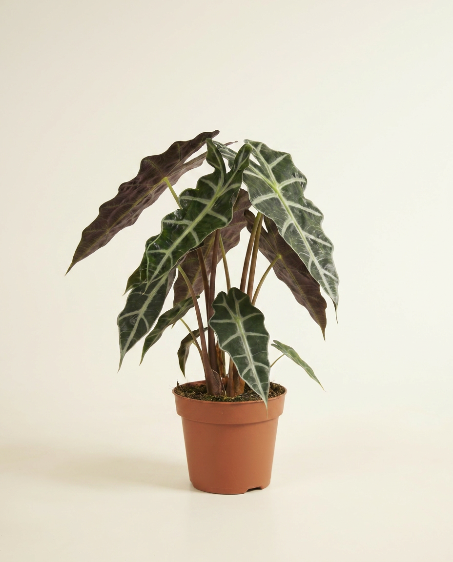 Shop Alocasia Polly S (African Mask) online | PLNTS.com