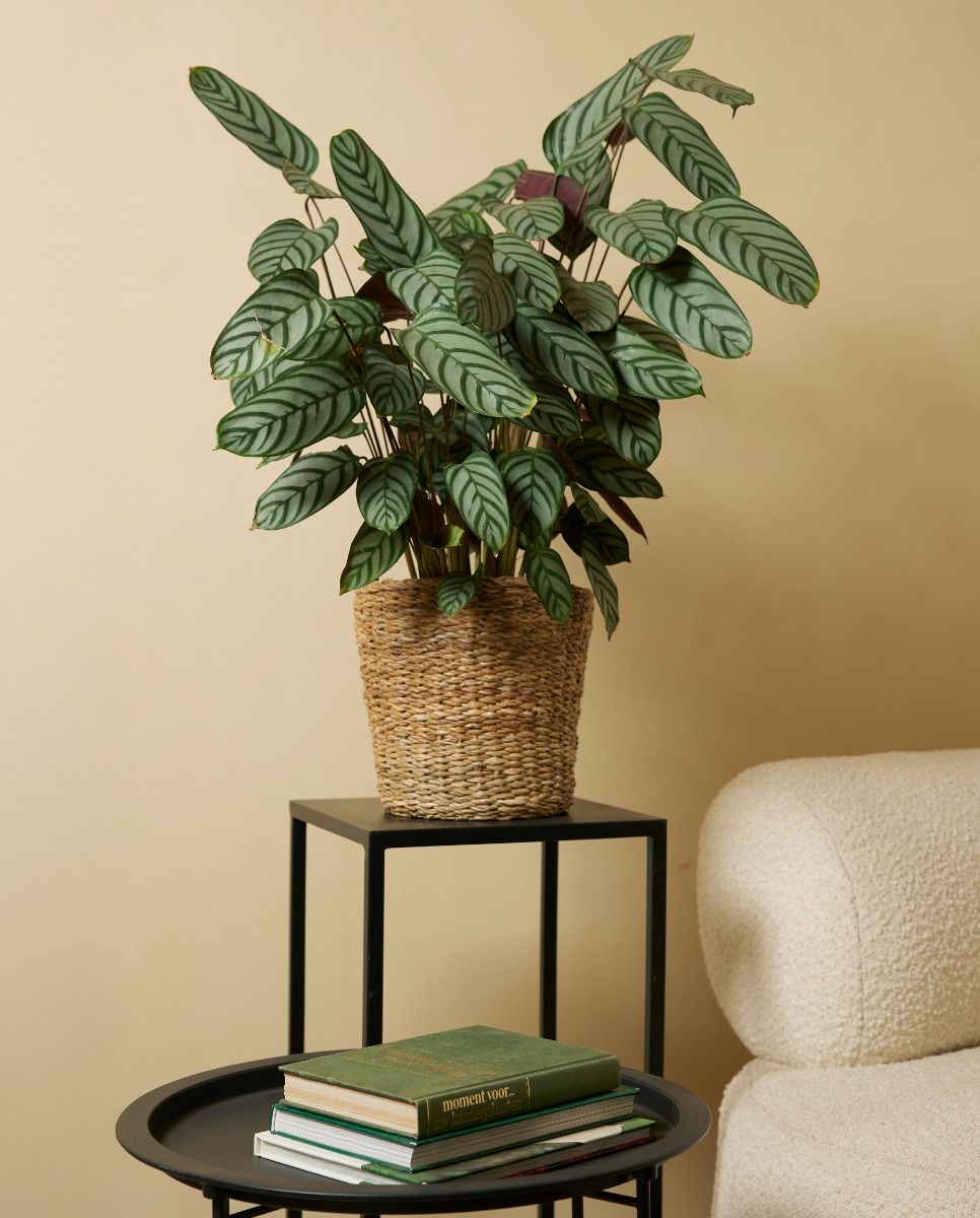 Shop Calathea Compactstar L (Prayer plant) online | PLNTS.com