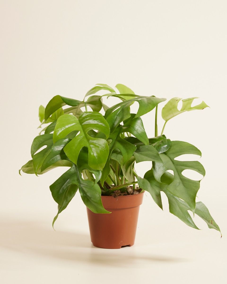 Mini Monstera Pflege - Expertentipps fr Pflanzen | PLNTS.com
