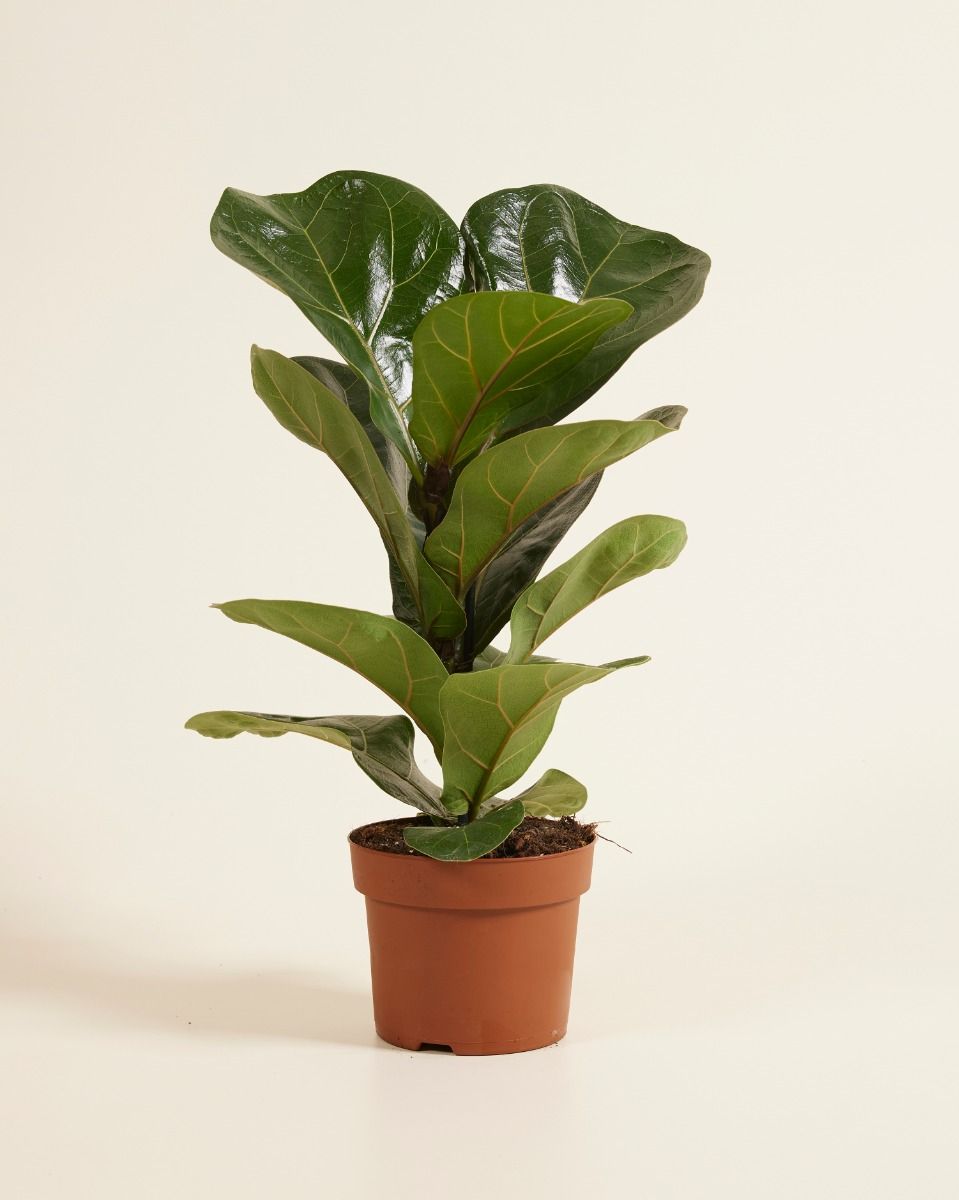 Shop Ficus Lyrata (Fiddle Leaf Fig) online | PLNTS.com