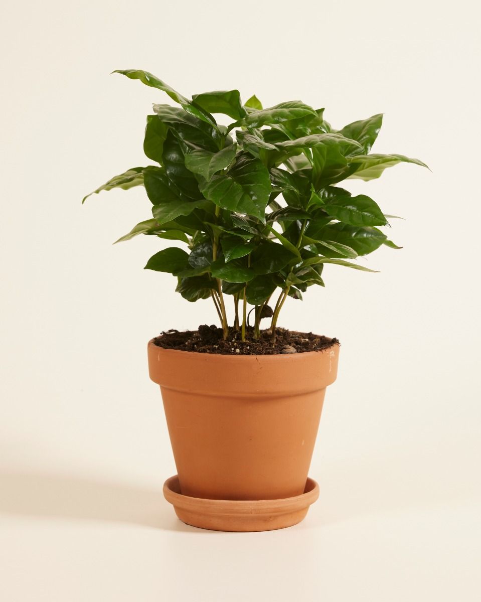 Coffea Arabica M (Coffee plant) online kaufen | PLNTS.com