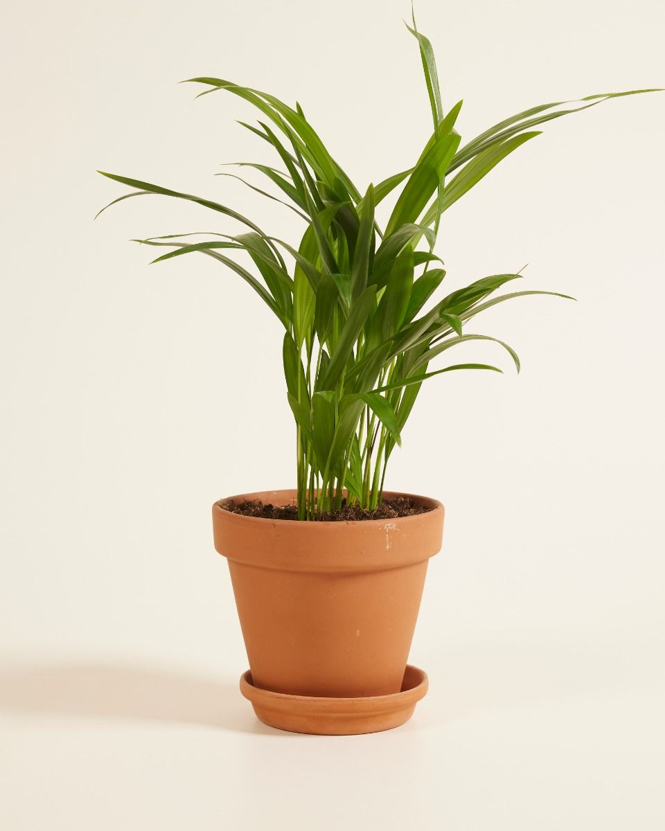 gummibaum eigenschaften Ficus elastica main image 1