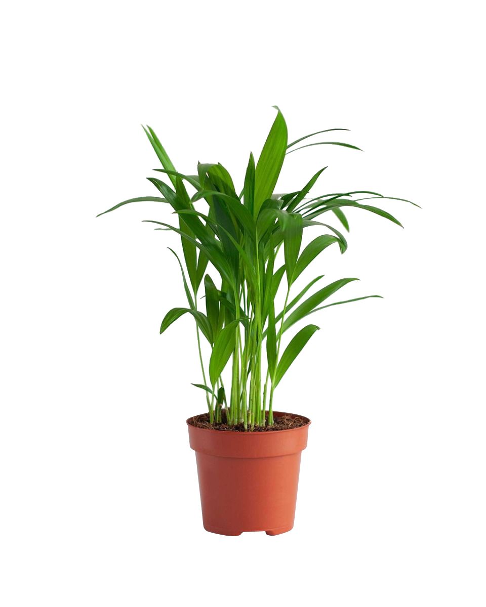 Shop Dypsis Lutescens Golden Cane Palm Online PLNTS