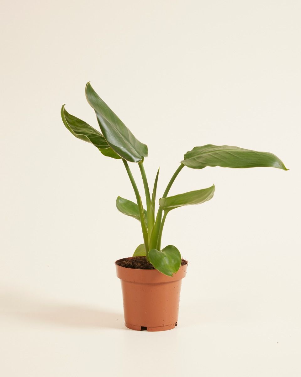 Shop Strelitzia Reginae Bird of Paradise M online | PLNTS.com