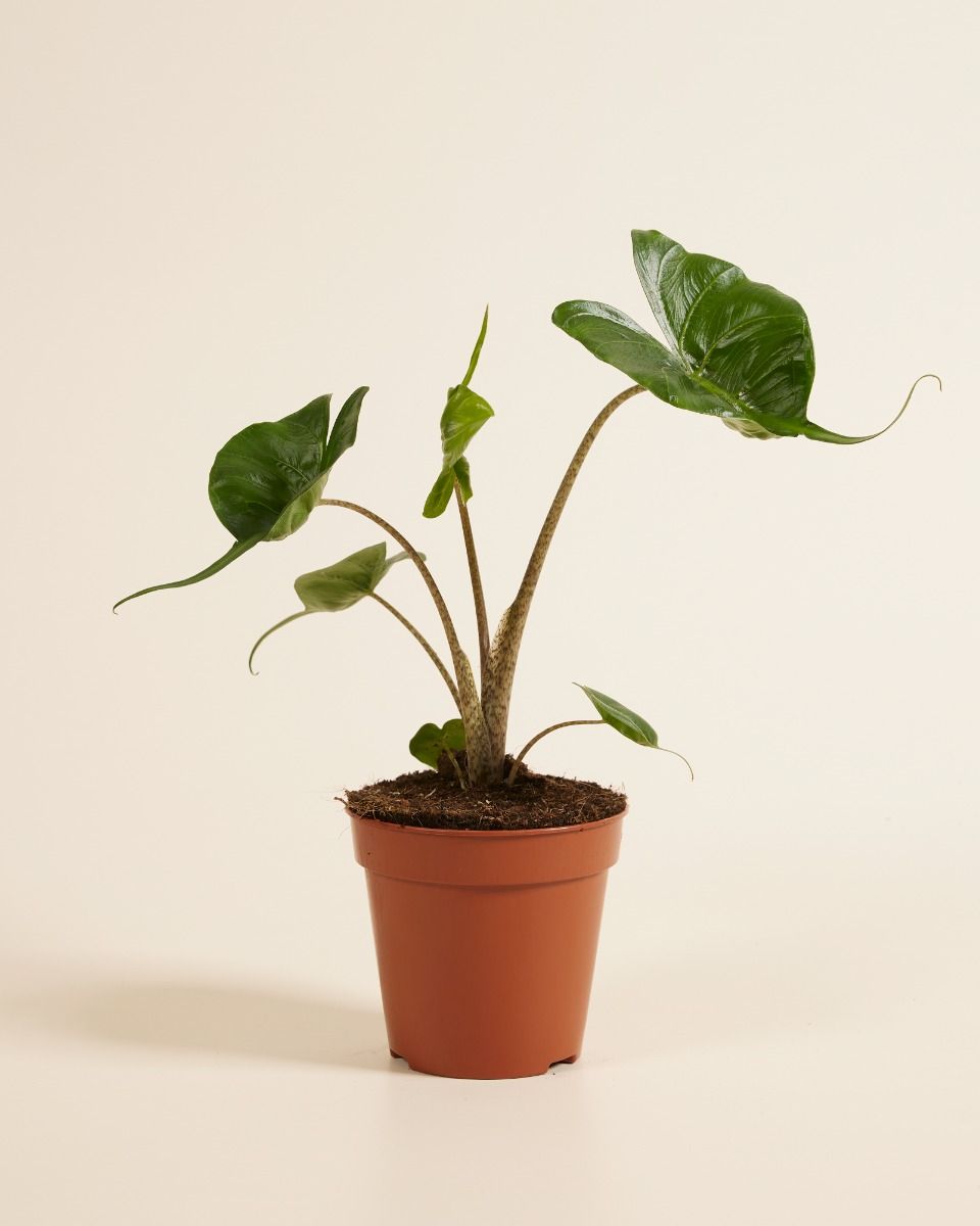 giant jalapeno plants Hybrid Jalapeno Pepper main image 0