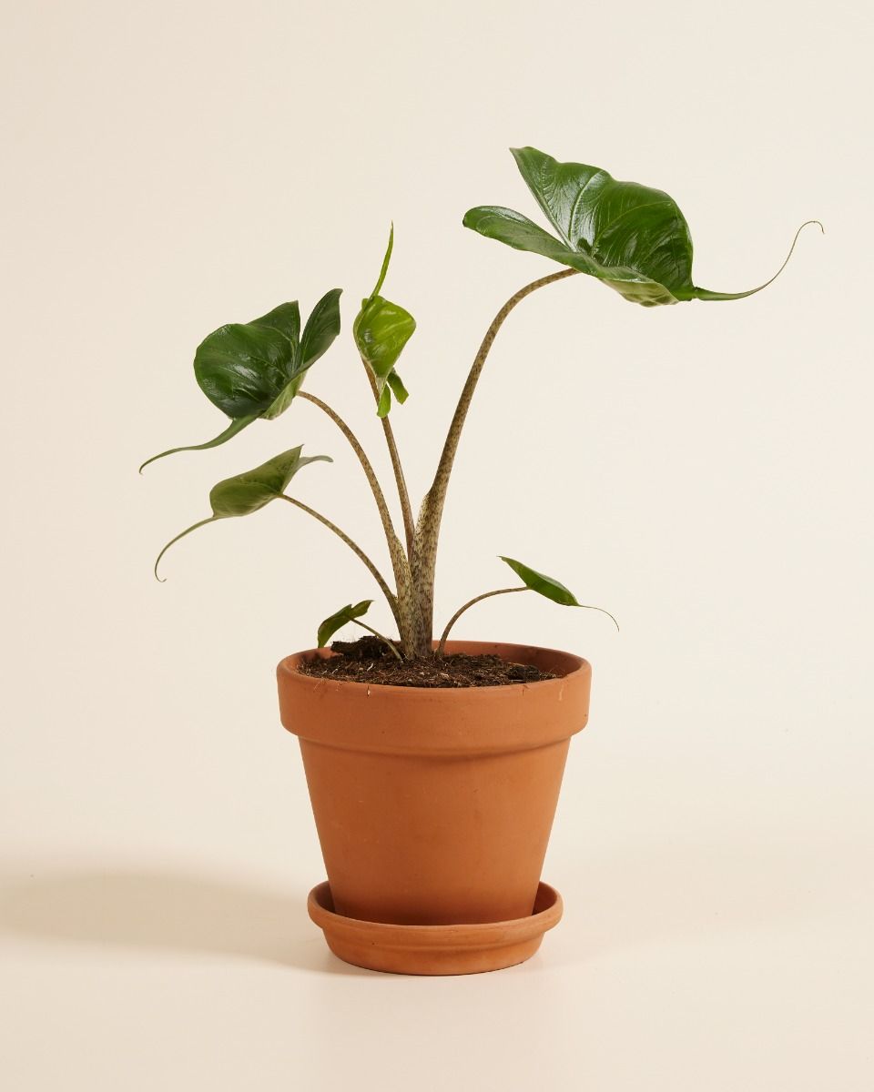 Porno video toifasi: kaltaklash