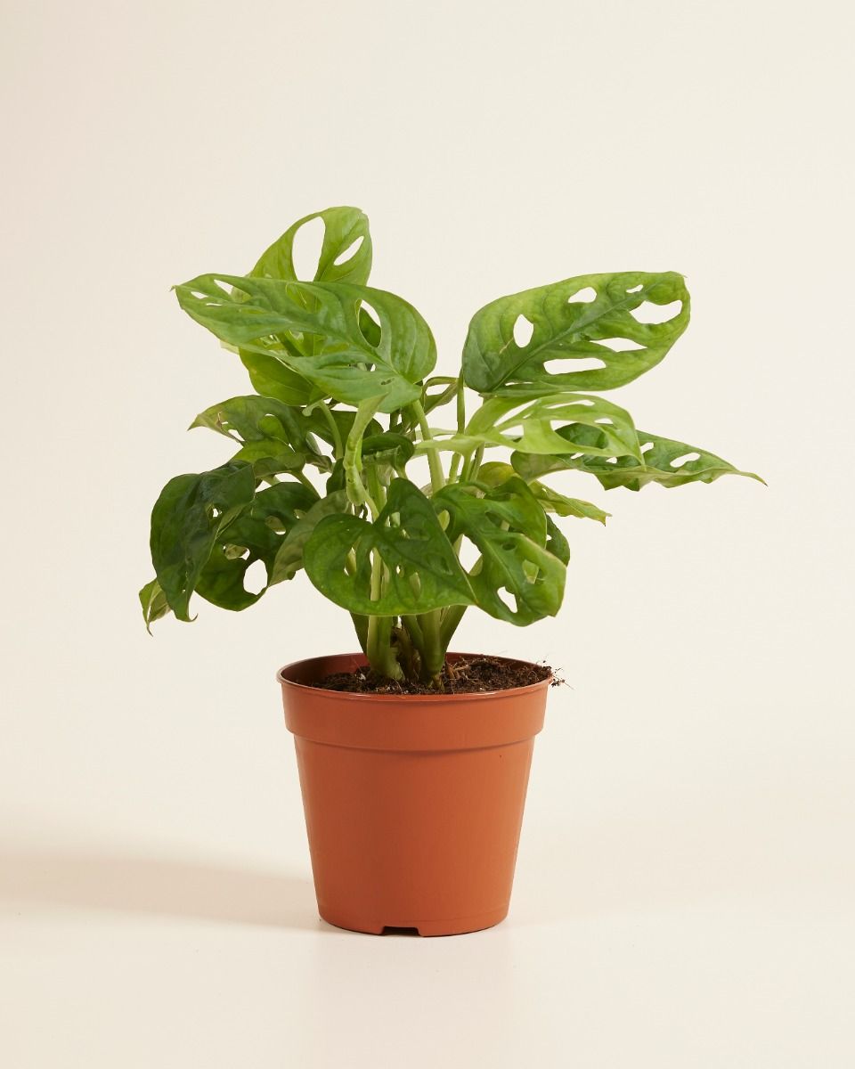 philodendron domesticum lemon lime Philodendron Golden Goddess main image 0