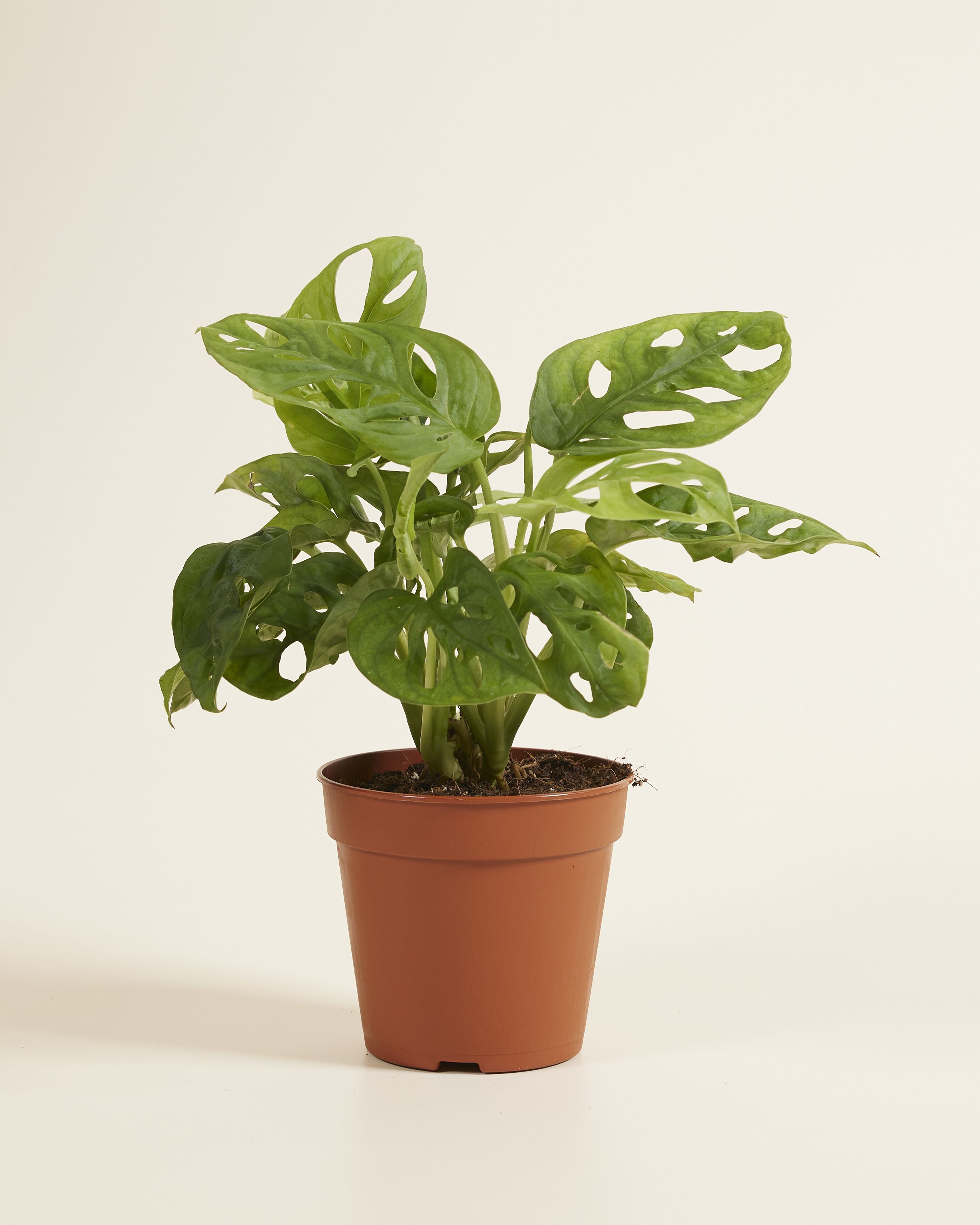 Shop Monstera Adansonii Monkey Mask M online | PLNTS.com