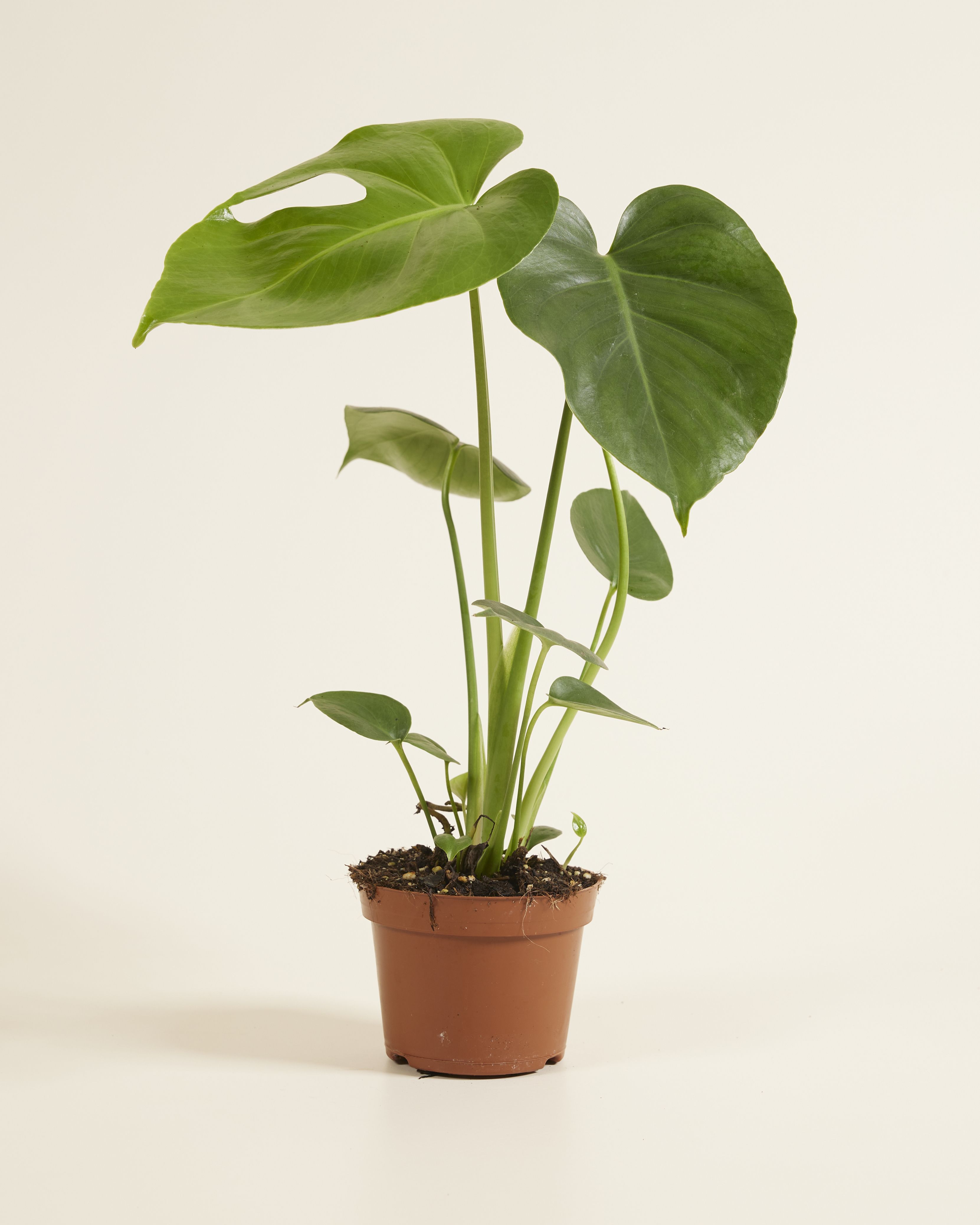 ficus tineke plant 4