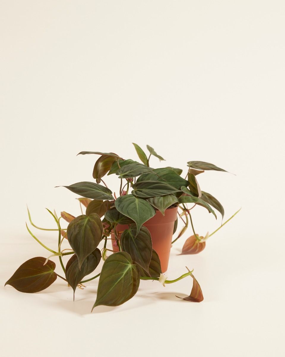 ［N PLANTS ORIGINAL HYBRID 003］ Shop Hybrid plants online | PLNTS.com