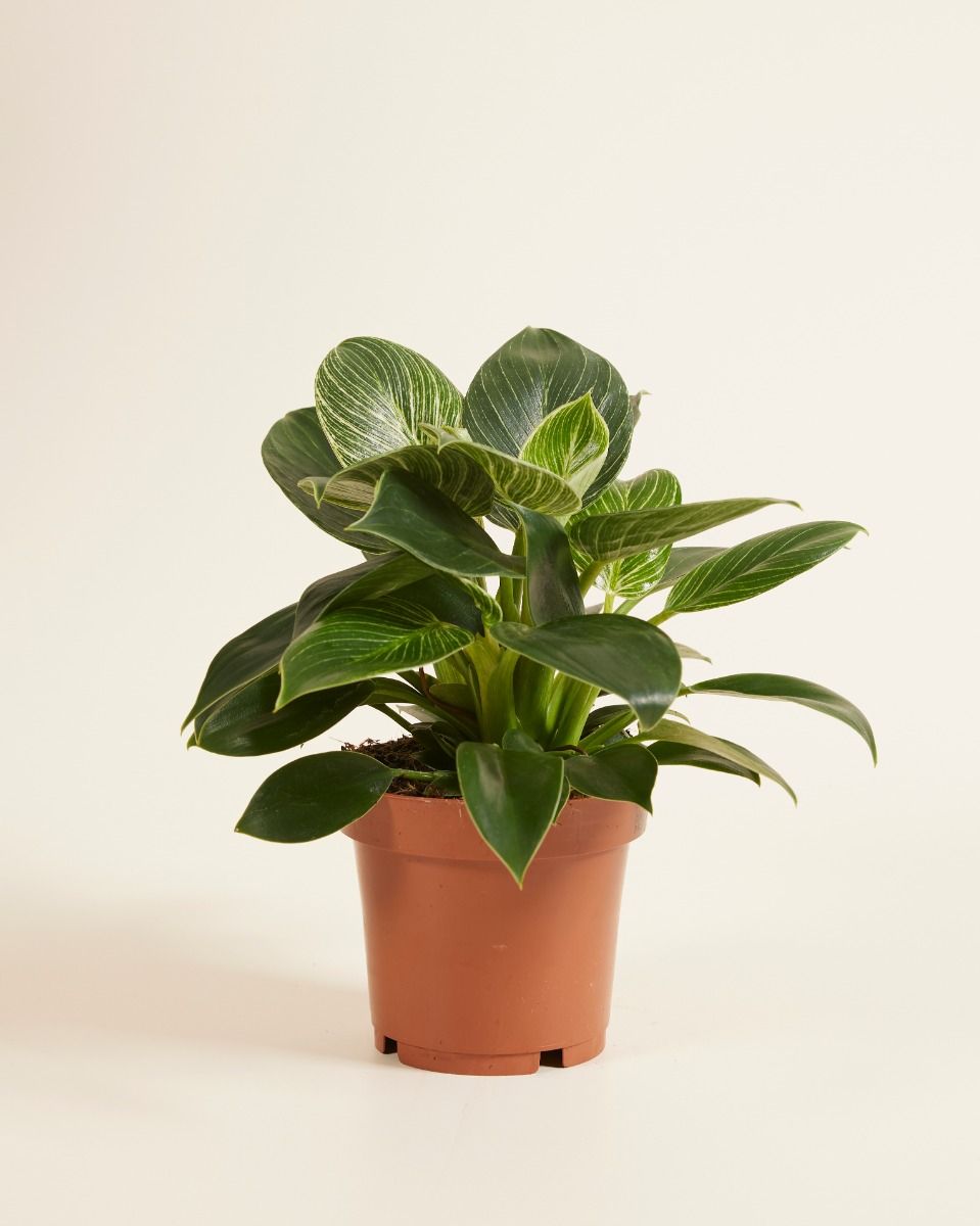 philodendron blätter braun Philodendron Orange Princess