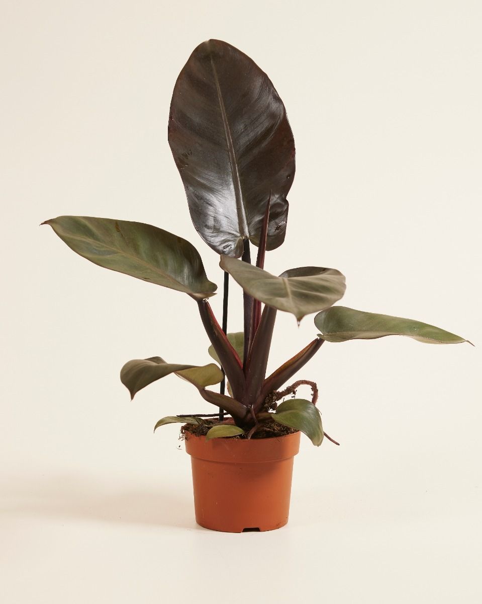 Shop Philodendron Black Cardinal M online | PLNTS.com