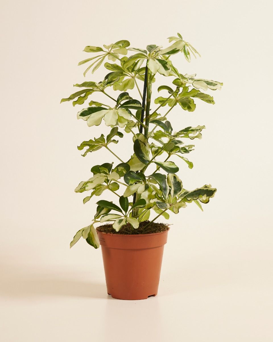 Schefflera Arboricola Nora (met mosstok) - p17 kopen