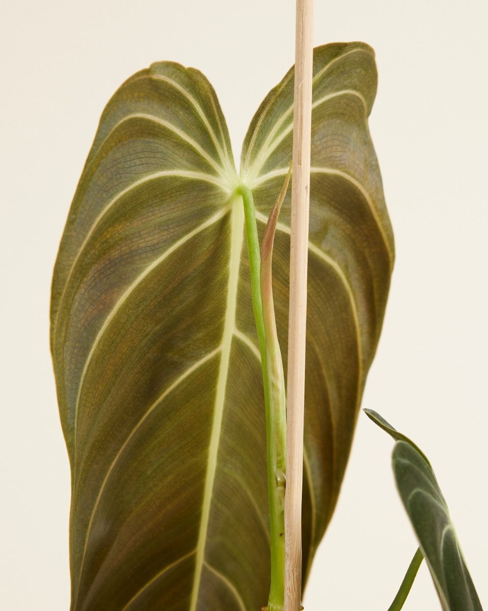 Shop Philodendron Melanochrysum XL online | PLNTS.com