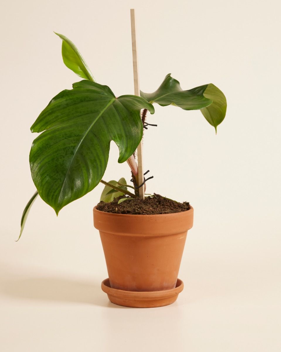 Shop Philodendron Squamiferum S online | PLNTS.com