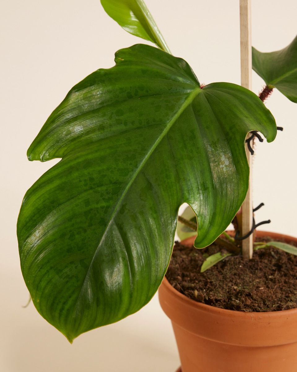 planten voor aquarium 3 PLANT COMBO (Beginner Aquarium Plant Pack) main image 1