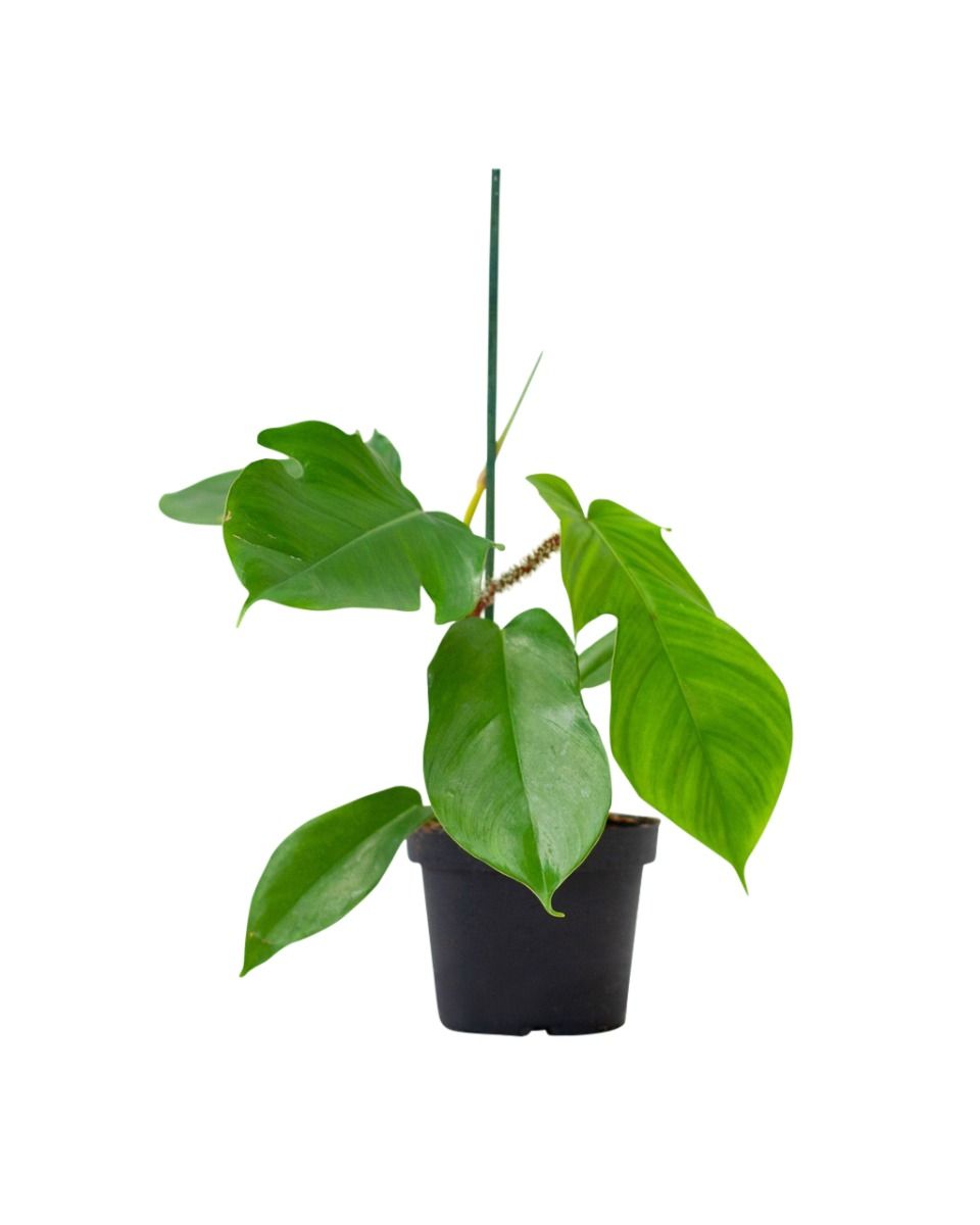 Baby Philodendron Squamiferum - Pianta D'Appartamento Rara Con Fusto Peloso E Foglie Lobate - 4