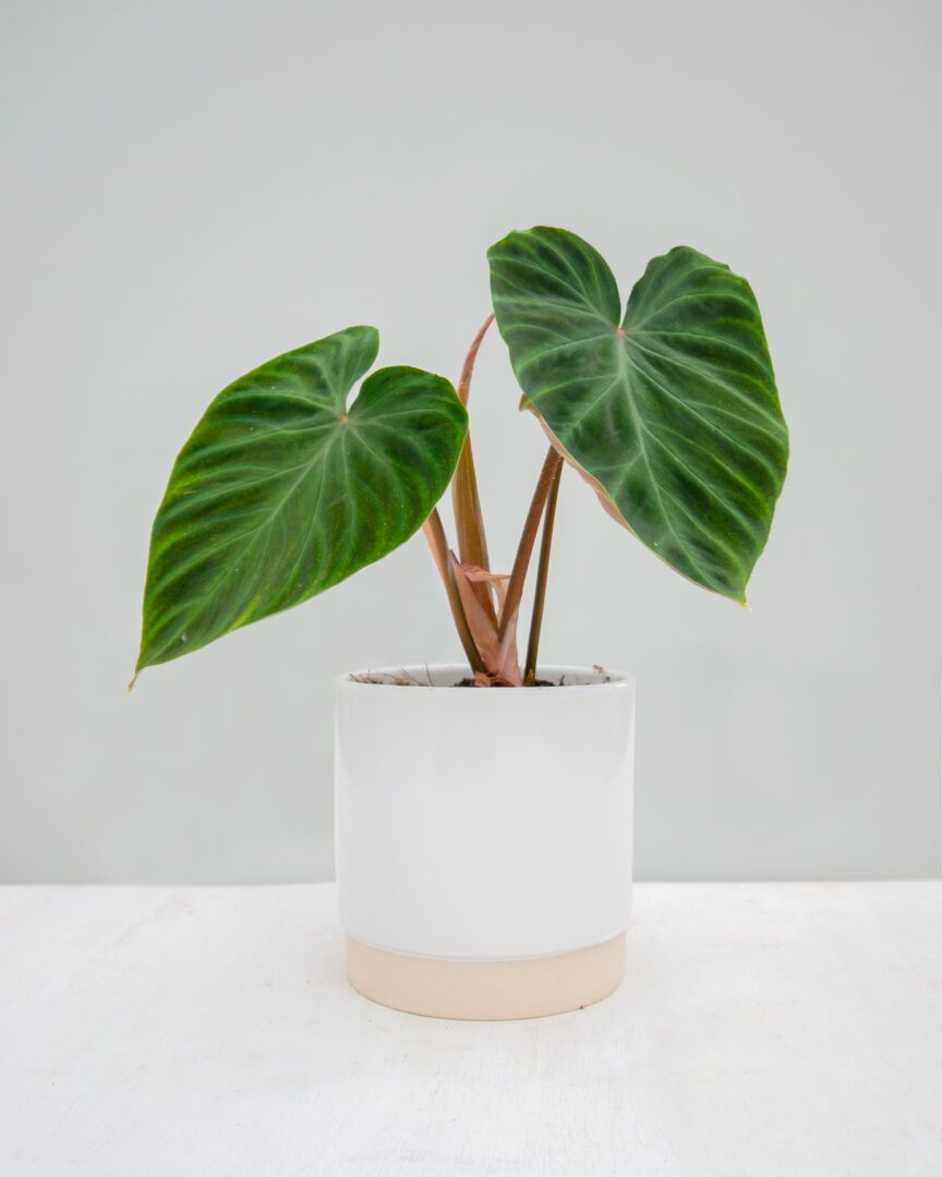 Shop Philodendron Verrucosum online | PLNTS.com