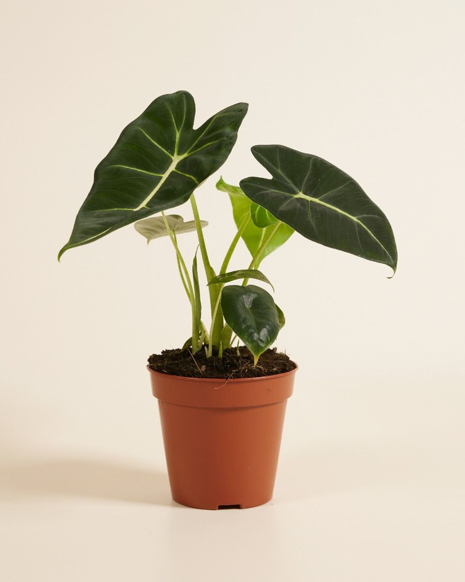 Shop Alocasia Frydek (Elephant Ear) online | PLNTS.com