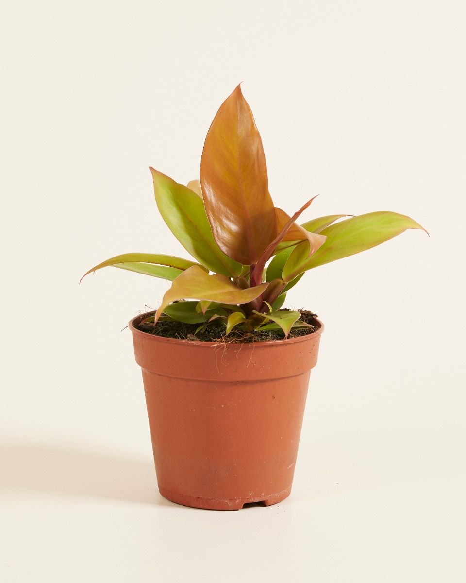 Philodendron-Pflege: Expertentipps fr blhende Pflanzen | PLNTS.com