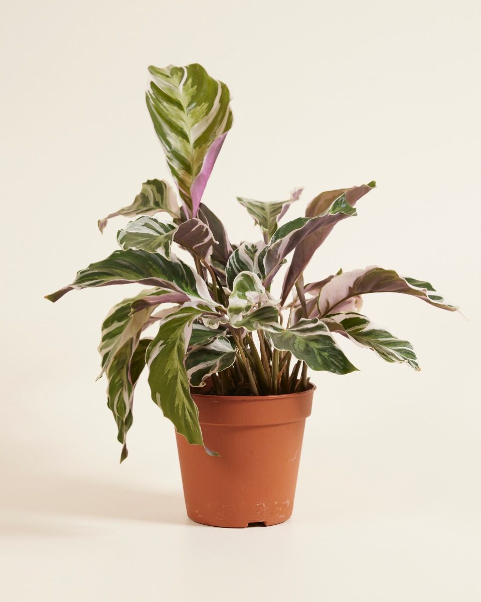 Shop Calathea White Fusion (Prayer Plant) online | PLNTS.com