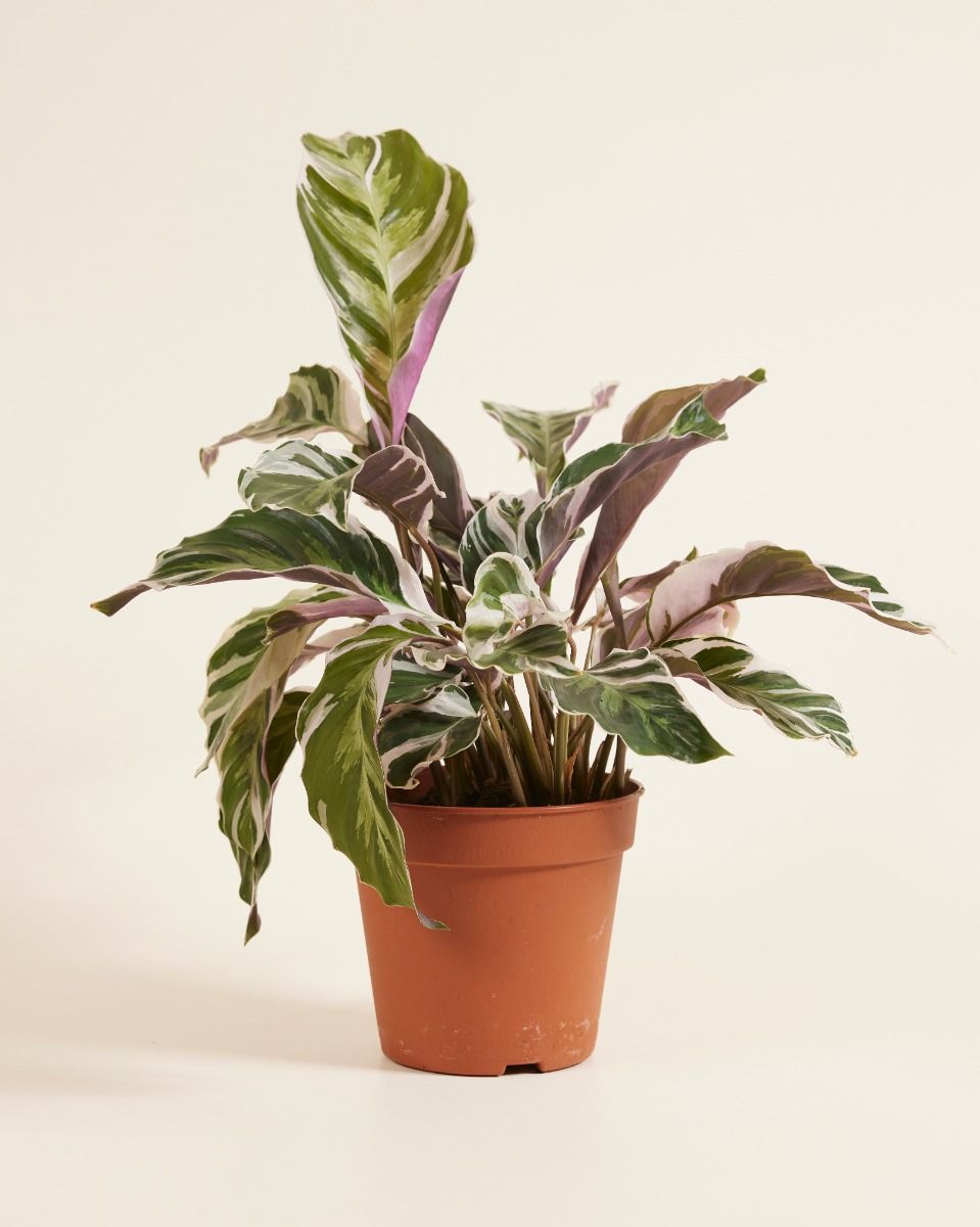 Shop Calathea White Fusion L (Prayer plant) online | PLNTS.com