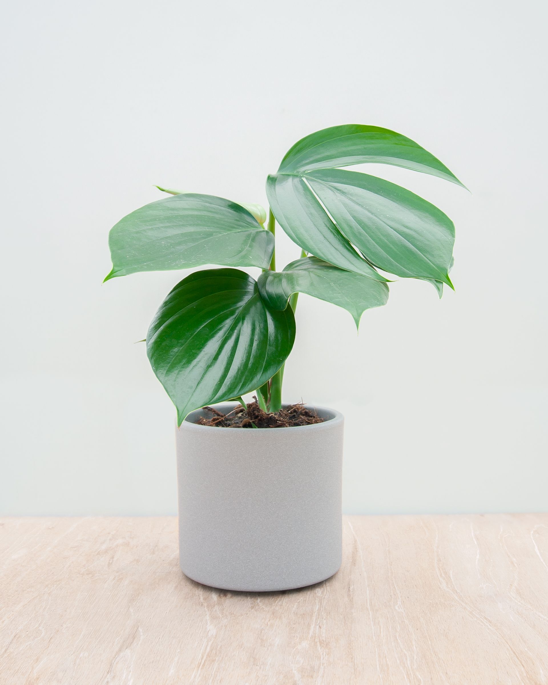 MONSTERA MINIMA 3,5 m ou RHAPHIDOPHORA TETRASPERMA : soins, rempotage &  tuteur sphaigne 