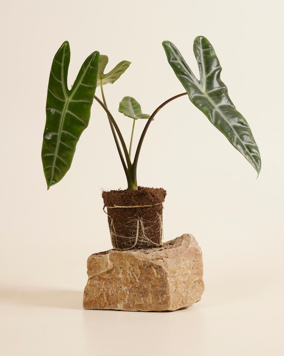 サービス1点 アロカシアalocasia longiloba miq var サービス1点