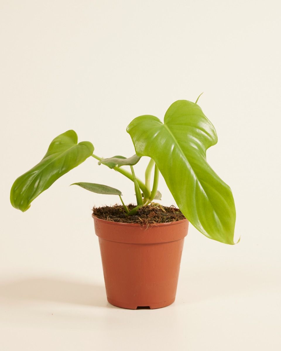 silver stripe philodendron Philodendron Silver Stripe Heart Leaf Climber Easy Care Houseplant – Happy  Houseplant Haven main image 1