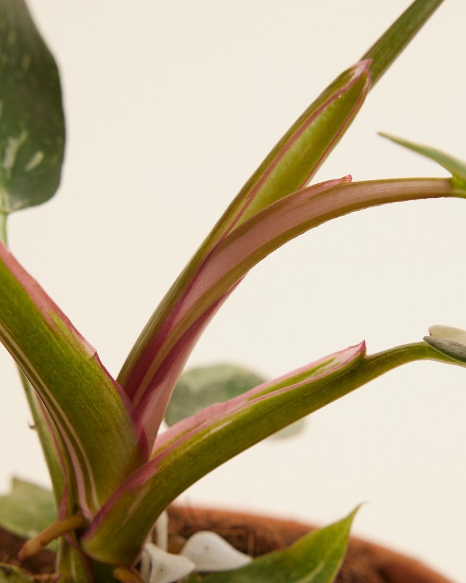 calathea philodendron Philodendron fibraecataphyllum – Foliage Factory main image 1