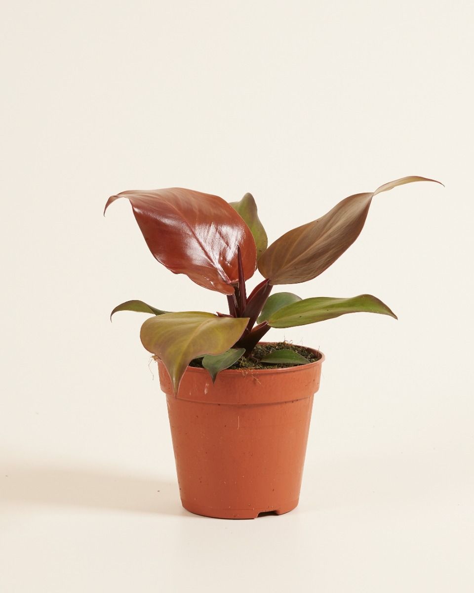 Philodendron-Pflege: Expertentipps fr blhende Pflanzen | PLNTS.com