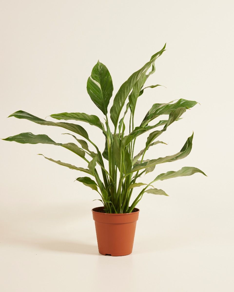 kissen mit aloe vera UNSER NATÜRLICHES: hERZtal Aloe Vera Memory-Schaum Kissen – Limarmo main image 0