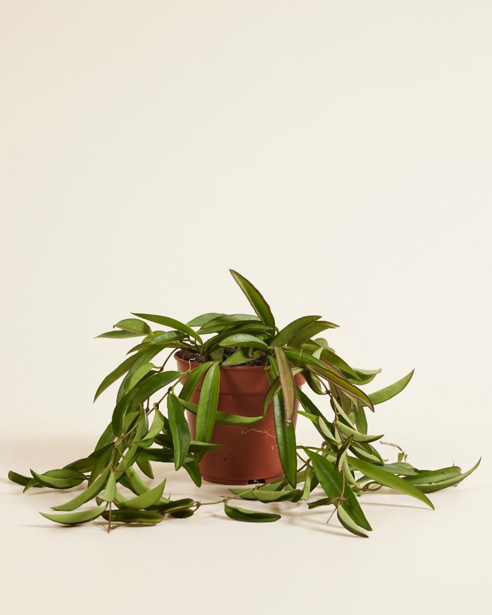 Hoya care: Expert Tips for Thriving Plants | PLNTS.com